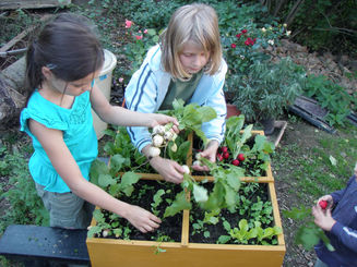 Sklizeň zeleniny z čtverečkové zahrádky v truhlíku naplněném vermikompostem vyrobeným z kuchyňských zbytků Sklizeň zeleniny z čtverečkové zahrádky v truhlíku naplněném vermikompostem vyrobeným z kuchyňských zbytků